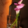 Pink Calla Lily with Vase